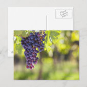 Paarse druiven briefkaart (Voorkant / Achterkant)