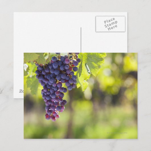 Paarse druiven briefkaart (Voorkant / Achterkant)