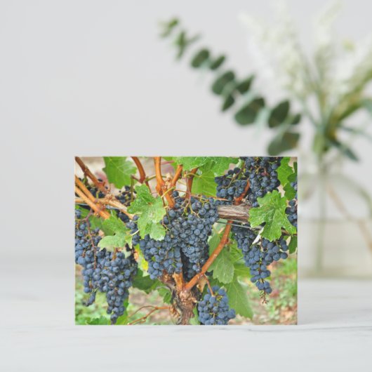 Paarse druiven briefkaart (Staand voorkant)