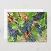 Paarse druiven briefkaart (Voorkant / Achterkant)