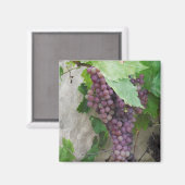 Paarse druiven op de wijnmagneten magneet (Voorkant / Achterkant)