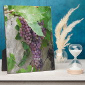 Paarse druiven op wijn fotoplaat (Zijkant)