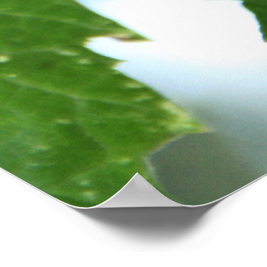 Paarse druiven poster (Hoek)