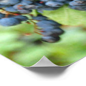 Paarse druiven poster (Hoek)