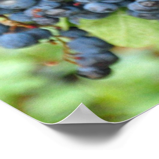 Paarse druiven poster (Hoek)