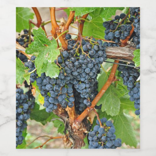 Paarse druiven wijn etiket (Enkel label)