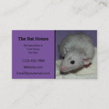 Paarse Dumbo Rat Breeder Rattery
