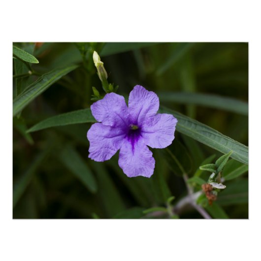 Paarse Dwarf Mexican Petunia Print Perfect Poster (Voorkant)