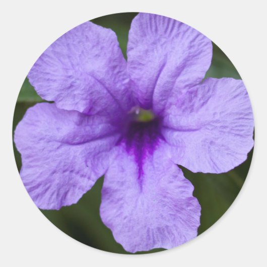 Paarse dwerg mexicaanse petunia ronde sticker (Voorkant)