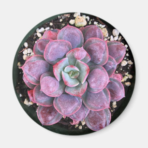 Paarse Echeveria Raindrops Succulent Magneet