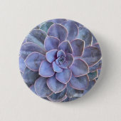 Paarse Echeveria Succulents Ronde Button 5,7 Cm (Voorkant)