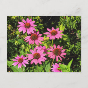 Paarse Echinacea, Bute Park, Cardiff, Wales Briefkaart