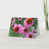 Paarse Echinacea ecclesiastes Bijbelvers Verjaarda