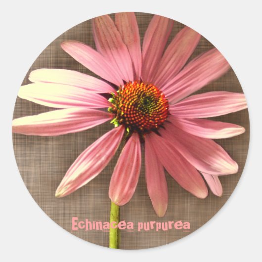 Paarse Echinacea Echinacea purpurea Ronde Sticker (Voorkant)