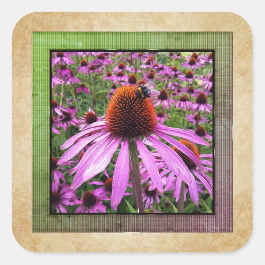 Paarse Echinacea-wildbloemsticker Vierkante Sticker (Voorkant)