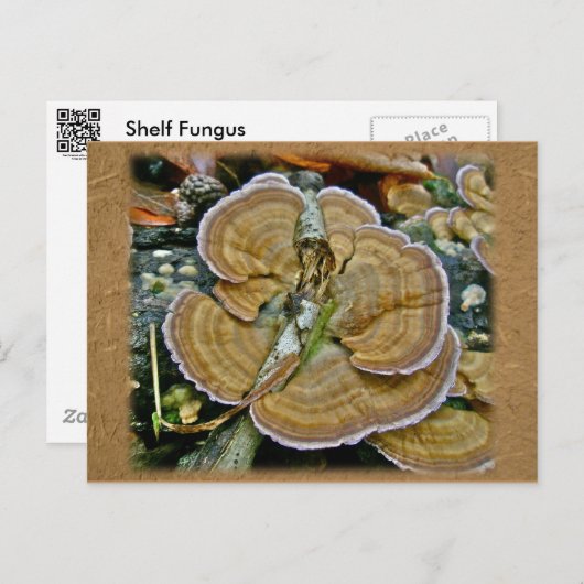 Paarse Edge Shelf Fungus Coördinatiepunten Briefkaart (Voorkant / Achterkant)