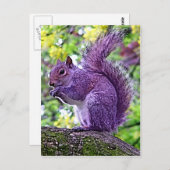 Paarse eekhoorn briefkaart (Voorkant / Achterkant)