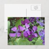 Paarse eerlijkheid ventilator briefkaart (Voorkant / Achterkant)