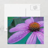 Paarse Egelbloem met waterdruppels Briefkaart (Voorkant / Achterkant)