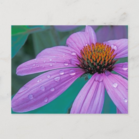 Paarse Egelbloem met waterdruppels Briefkaart (Voorkant)
