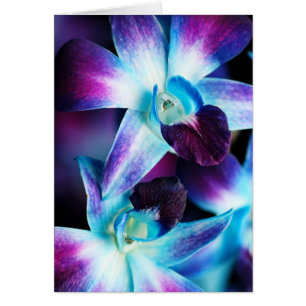 Paarse en blauwe dendrobiumorchidee-orchidee