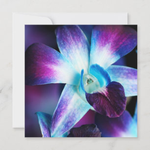 Paarse en blauwe dendrobiumorchidee-orchidee
