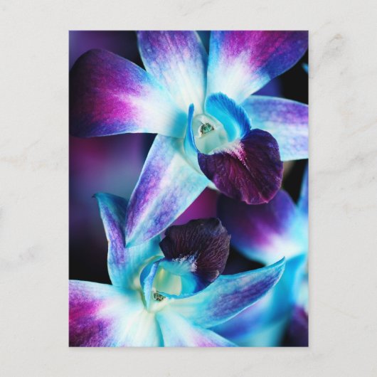 Paarse en blauwe dendrobiumorchidee-orchidee briefkaart (Voorkant)