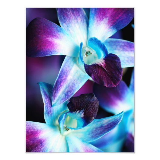 Paarse en blauwe dendrobiumorchidee-orchidee foto afdruk (Voorkant)