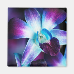 Paarse en blauwe dendrobiumorchidee-orchidee magneet
