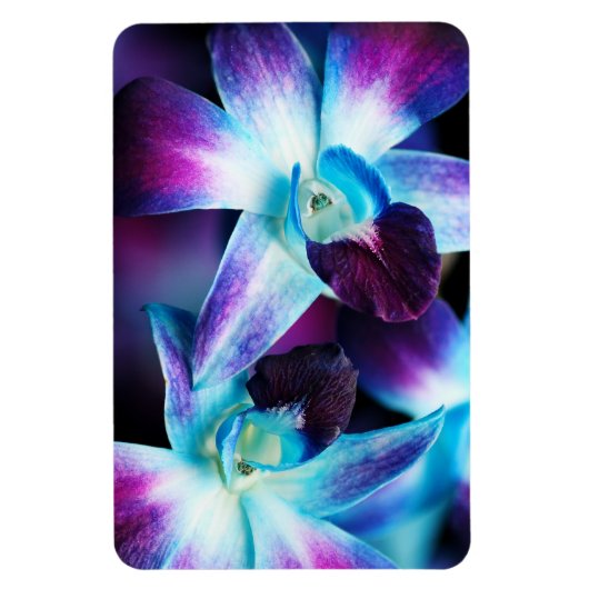 Paarse en blauwe dendrobiumorchidee-orchidee magneet (Verticaal)
