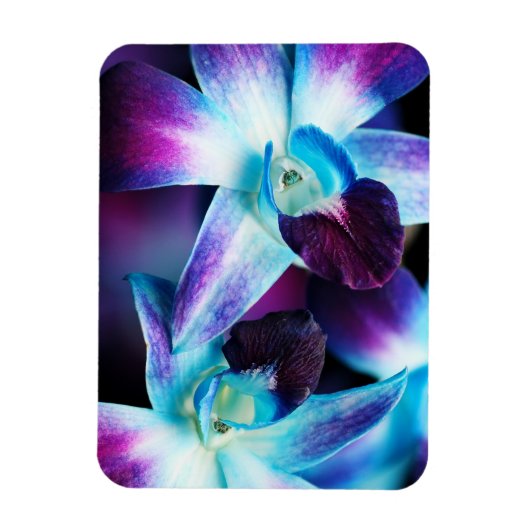 Paarse en blauwe dendrobiumorchidee-orchidee magneet (Verticaal)