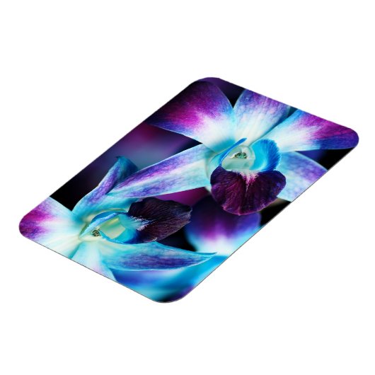 Paarse en blauwe dendrobiumorchidee-orchidee magneet (Linkerzijde)
