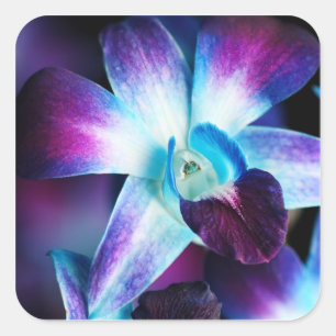 Paarse en blauwe dendrobiumorchidee-orchidee vierkante sticker