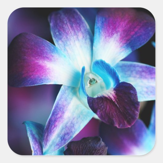 Paarse en blauwe dendrobiumorchidee-orchidee vierkante sticker (Voorkant)