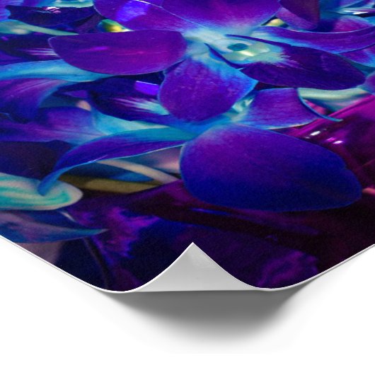 Paarse en blauwe orchideeën poster (Hoek)