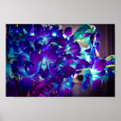 Paarse en blauwe orchideeën poster (Voorkant)