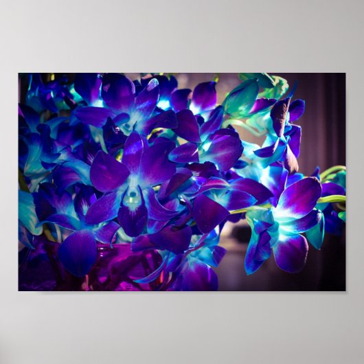 Paarse en blauwe orchideeën poster (Voorkant)