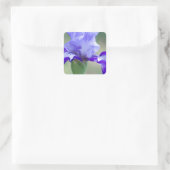 Paarse en Blauwe Tall Bearded Iris Bloom Vierkante Sticker (Tas)