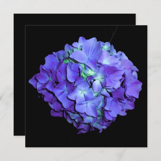 Paarse en blauwgroen hydrangea, paarse blauwe bloe kaart (Voorkant / Achterkant)