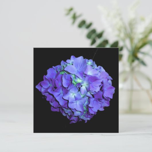 Paarse en blauwgroen hydrangea, paarse blauwe bloe kaart (Staand voorkant)