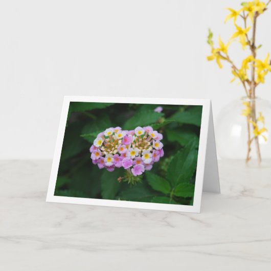Paarse en geel Lantana Flowers Kaart (Gele Bloem)