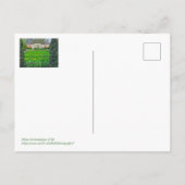 PAARSE EN GEEL TULIP GARDEN, KINGWOOD GARDENS BRIEFKAART (Achterkant)