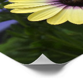 Paarse en gele Afrikaanse dagen Poster (Hoek)