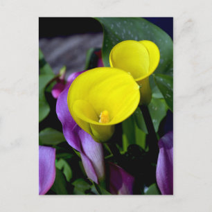 Paarse en gele Calla lelie bloemen briefkaart