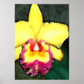 Paarse en gele Cattleya Orchid Poster (Voorkant)