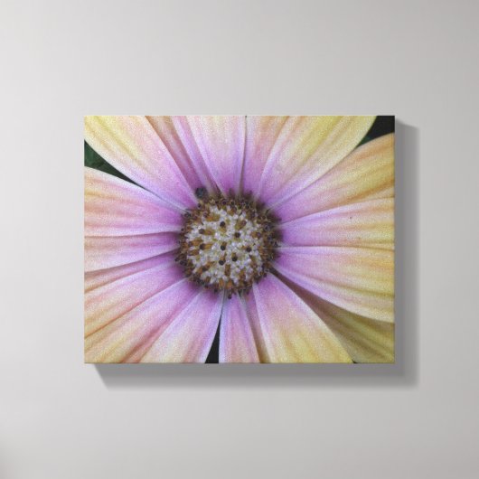 Paarse en gele Daisy Flower Canvas Afdruk (Voorkant)