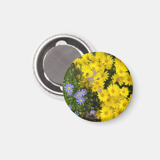 Paarse en gele madeliefjes magneet (Voorkant / Achterkant)