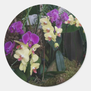 Paarse en gele orchideeën Stickers