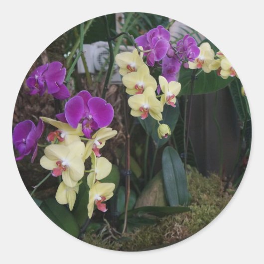 Paarse en gele orchideeën Stickers (Voorkant)
