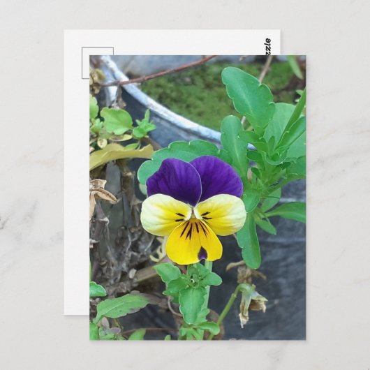 Paarse en gele Pansy Briefkaart (Voorkant / Achterkant)